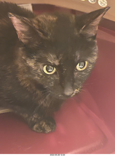 cat Miss Pris coming home with me