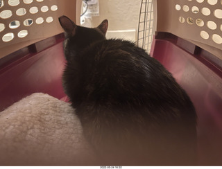 cat Miss Pris coming home with me