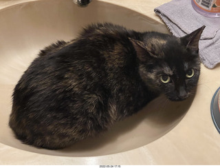 cat Miss Pris in Halo rescue