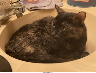 cat Miss Pris in my bathroom sink