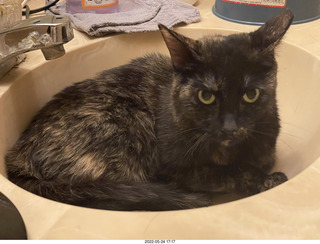 cat Miss Pris coming home with me