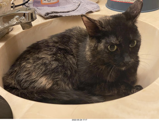 cat Miss Pris coming home with me