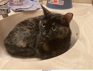 cat Miss Pris in my bathroom sink