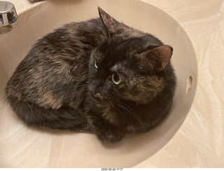 cat Miss Pris in my bathroom sink