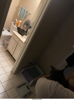 cat Miss Pris in my bathroom sink