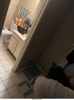 cat Miss Pris in my bathroom sink