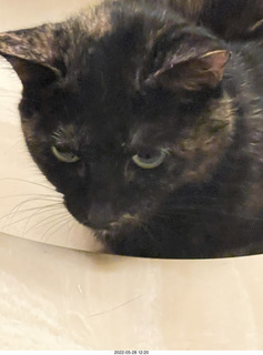 cat Miss Pris in my bathroom sink