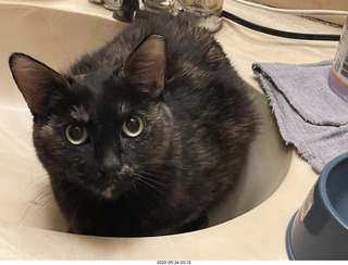 cat Miss Pris in my bathroom sink