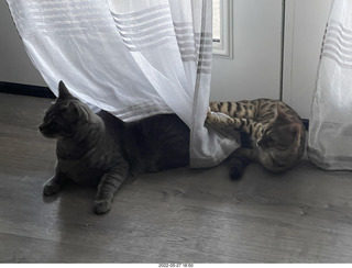 cat Pickle