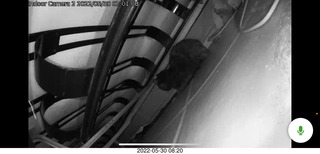 Miss Pris under my hifi-room sofa