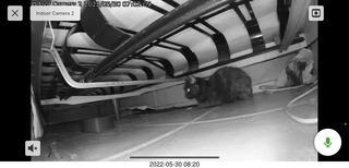 Miss Pris under my hifi-room sofa