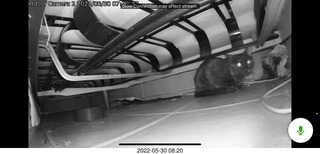 door open with cat Miss Pris in the bathroom sink