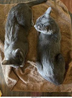 my cats Devin and Jane
