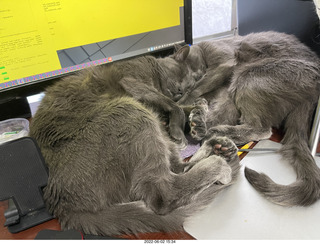 cats Potato and Pickle