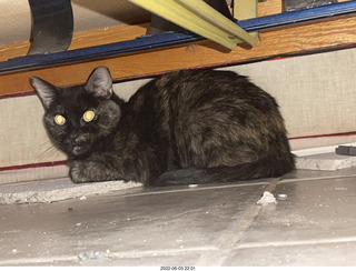 Miss Pris under my hifi-room sofa