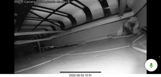 Miss Pris under my hifi-room sofa