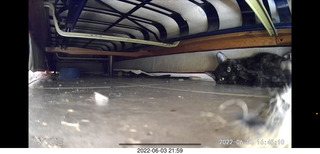 Miss Pris under my hifi-room sofa