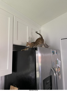 cat Pickle