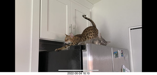 cat Pickle