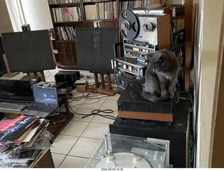 cat Jane in my hifi room