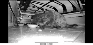 Miss Pris under my hifi-room sofa