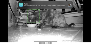 Miss Pris under the couch