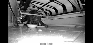 Miss Pris under my sofa