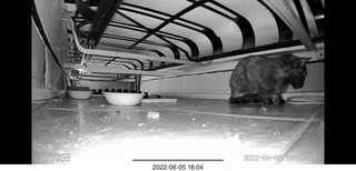 Miss Pris under my sofa