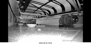 Miss Pris under my sofa