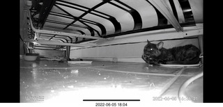 Miss Pris under my sofa