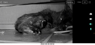 Miss Pris under my sofa