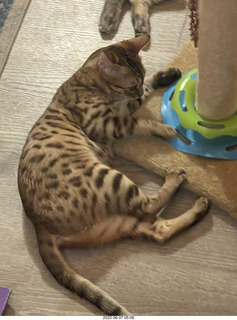 cat Pickle