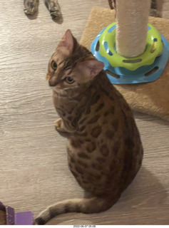 cat Pickle