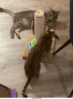 cats Devin and Pickle