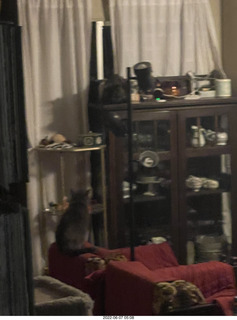 Miss Pris leaving the couch for the hifi room