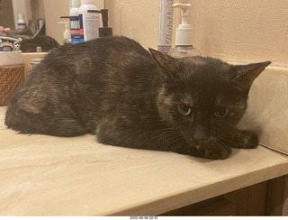 Miss Pris under my sofa