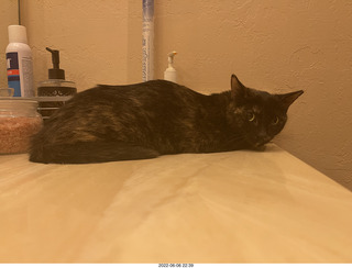 Miss Pris leaving the couch for the hifi room