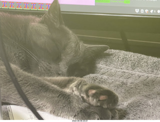 my cats Devin and Jane