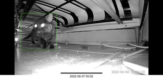 Miss Pris under my sofa