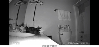 Miss Pris in the middle bathroom + Adam