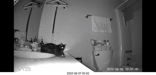 Miss Pris in the middle bathroom