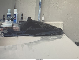 Miss Pris in my upstairs middle bathroom