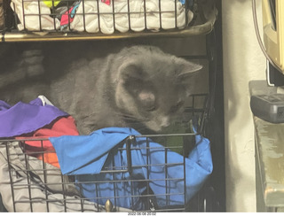 cat Jane in my hifi room