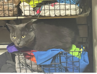 my cats Jane and Max