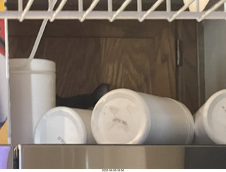 my cat Miss Pris atop the refrigerator