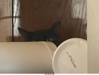 my cat Miss Pris atop the refrigerator