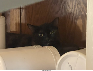 my cat Miss Pris atop the refrigerator