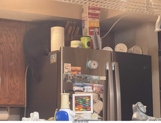 my cats Devin and Jane