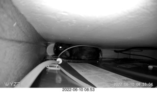 my cat Miss Pris behind my refrigerator