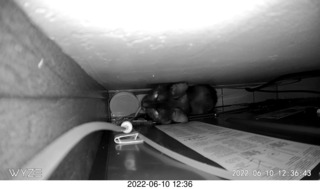 cat Devin meeting cat Miss Pris atop the refrigerator